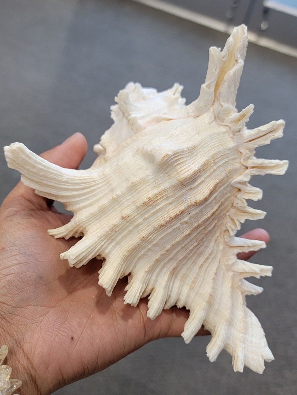 1pc Natural White Decorative Sea Shell Accent - Coastal Home Decor